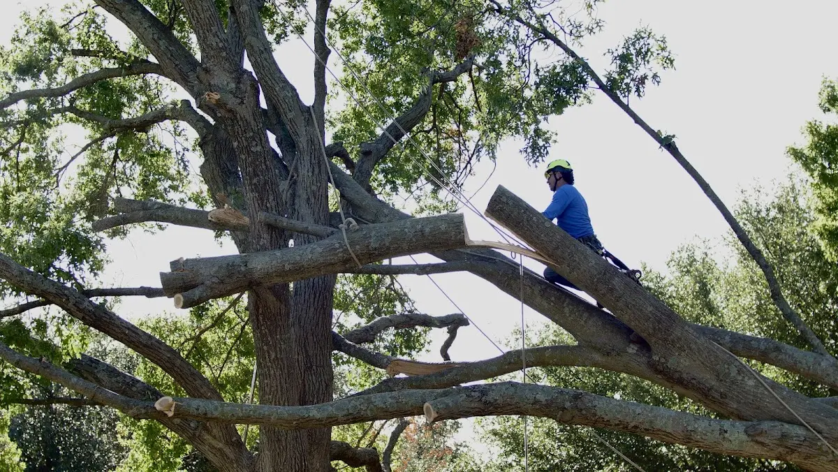 Professional Hazardous Tree Removal performed by certified arborists in Pigeon Forge