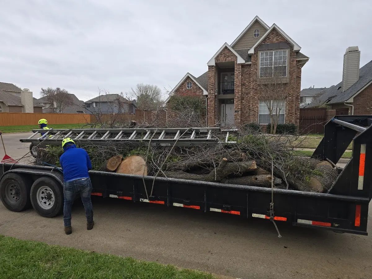 Expert Tree Removal with proper safety equipment in Pigeon Forge